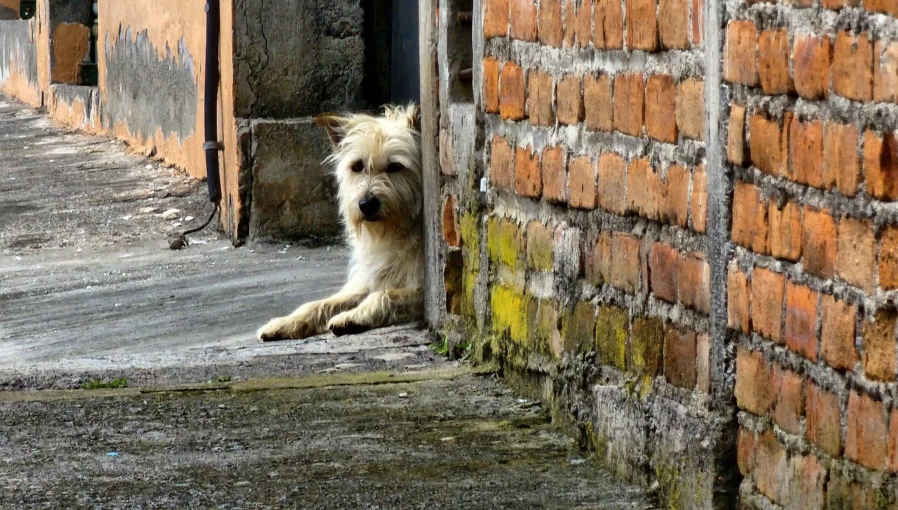 Microchipping Your Dog, lost white terrior dog lying behind a brick wall