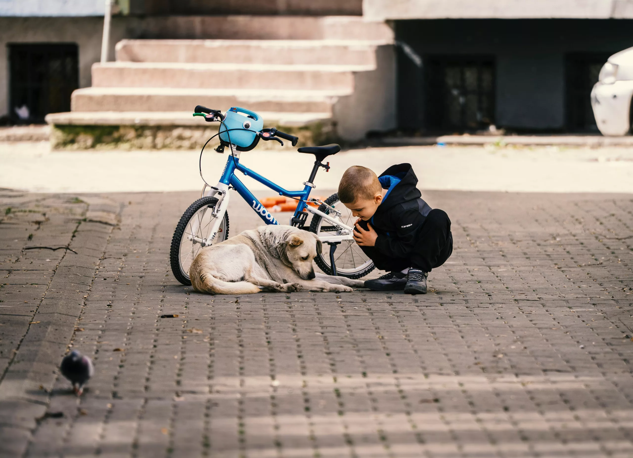 Young boy finds lost dog in the street, hopefully it has a microchip