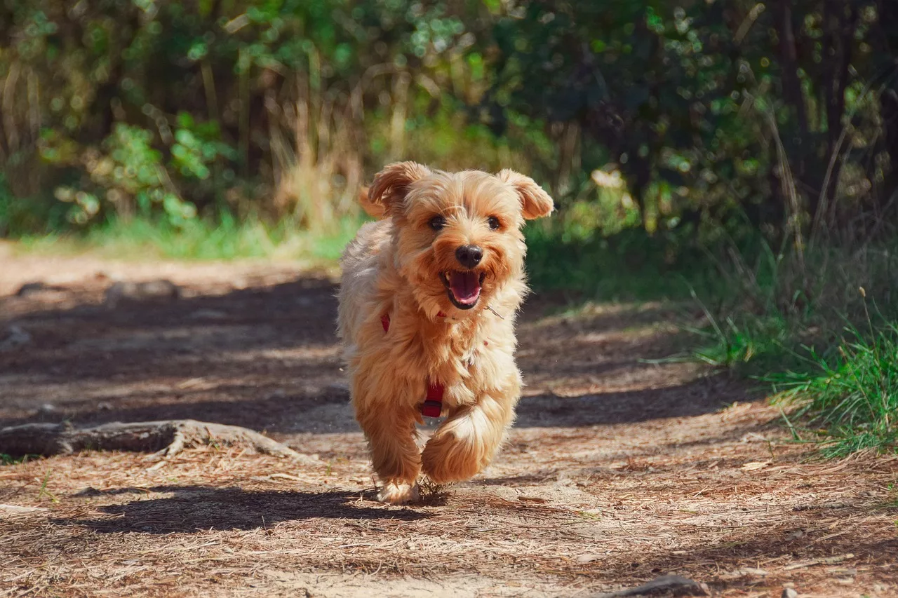 little happy ginger dog running on trail towards owner