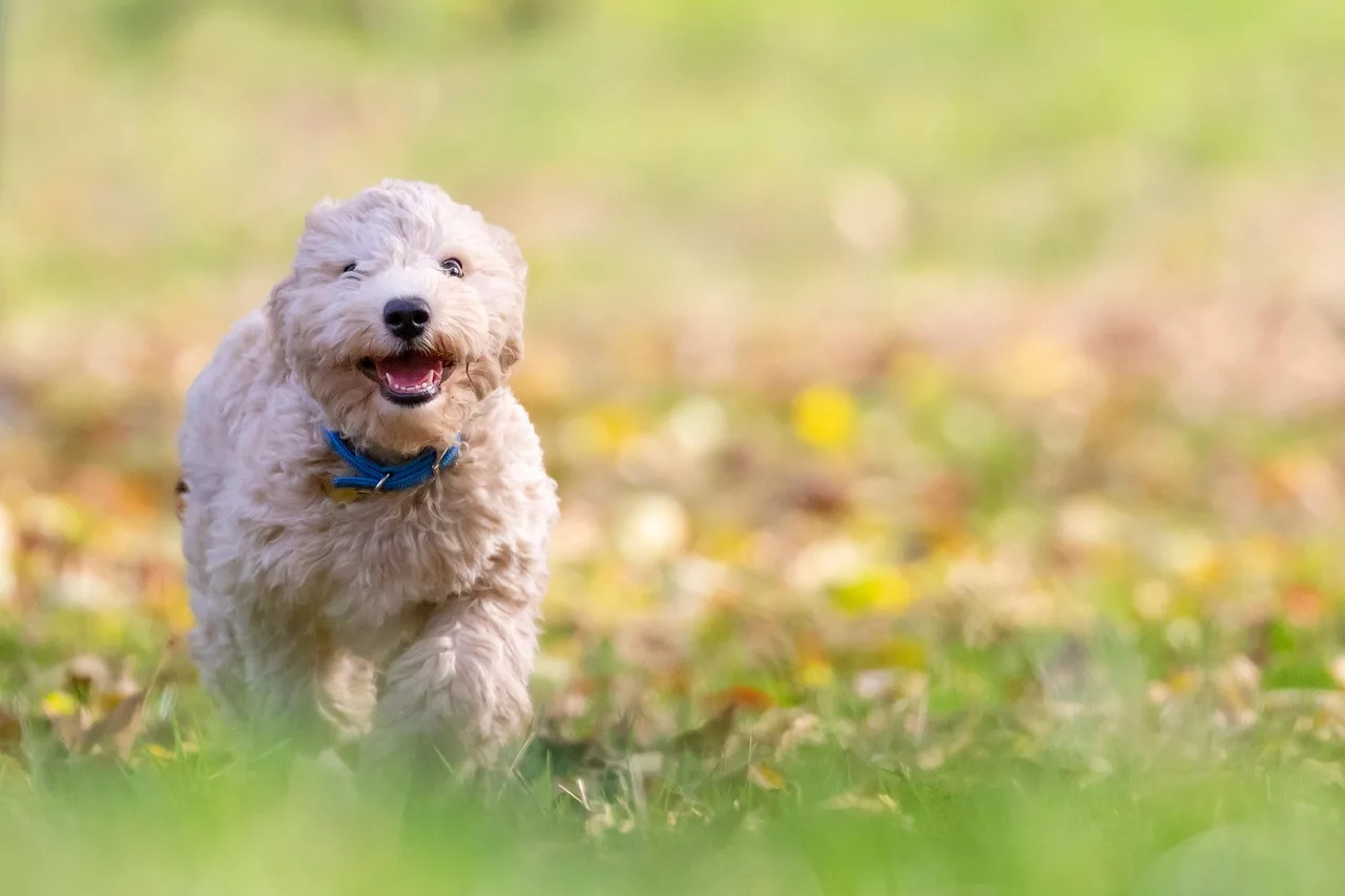 happy white dog running through field with it's ears pinned back